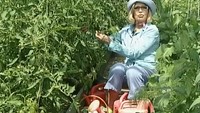 Дачные истории 1 сезон Выращиваем томаты и ирисы