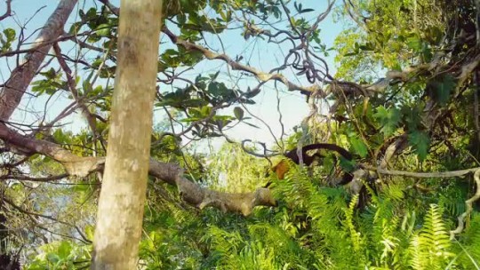 Трейлеры Сборник трейлеров Остров лемуров: Мадагаскар
